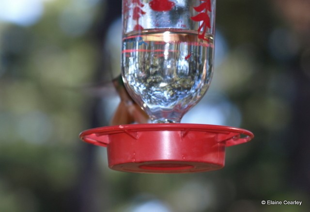 Buff-bellied Hummingbird - ML24302811