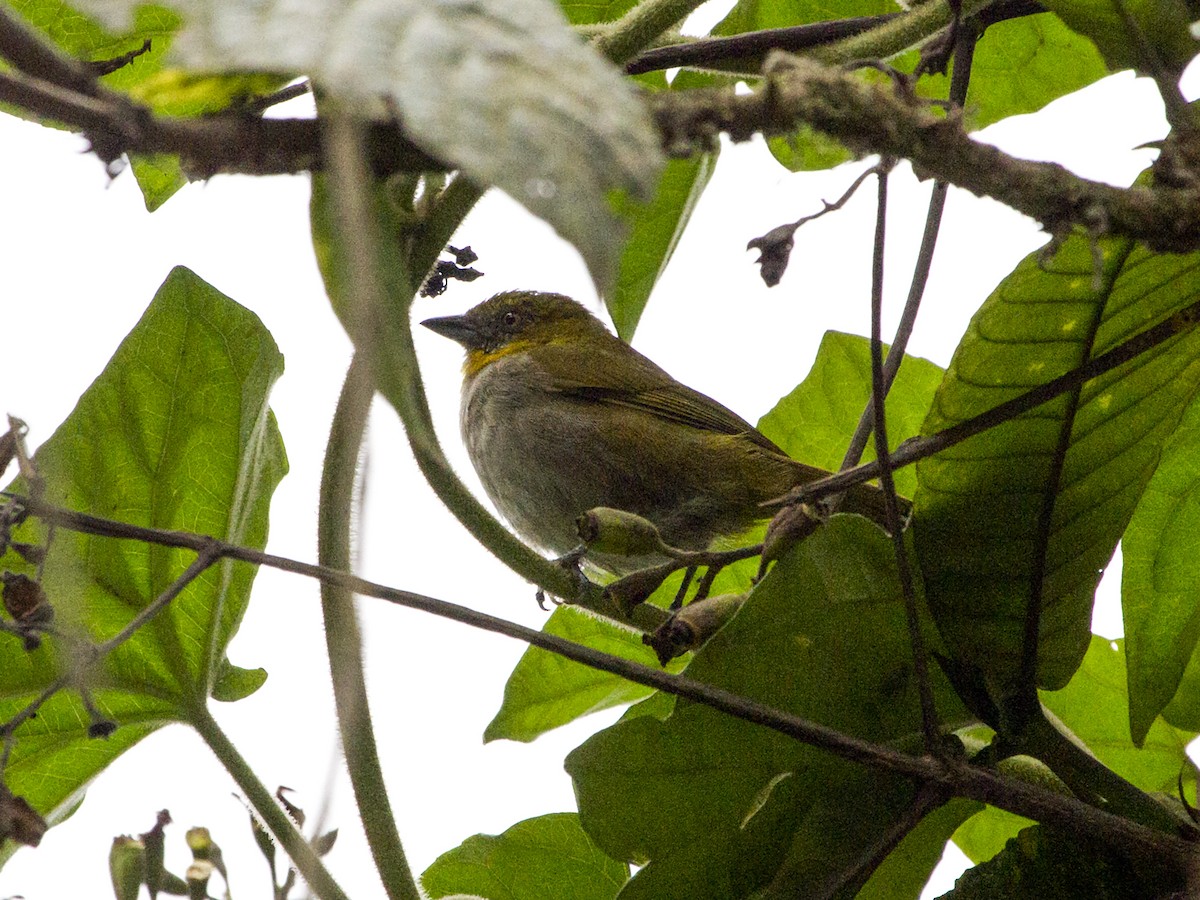 Yellow-throated Chlorospingus - Manolo Arribas