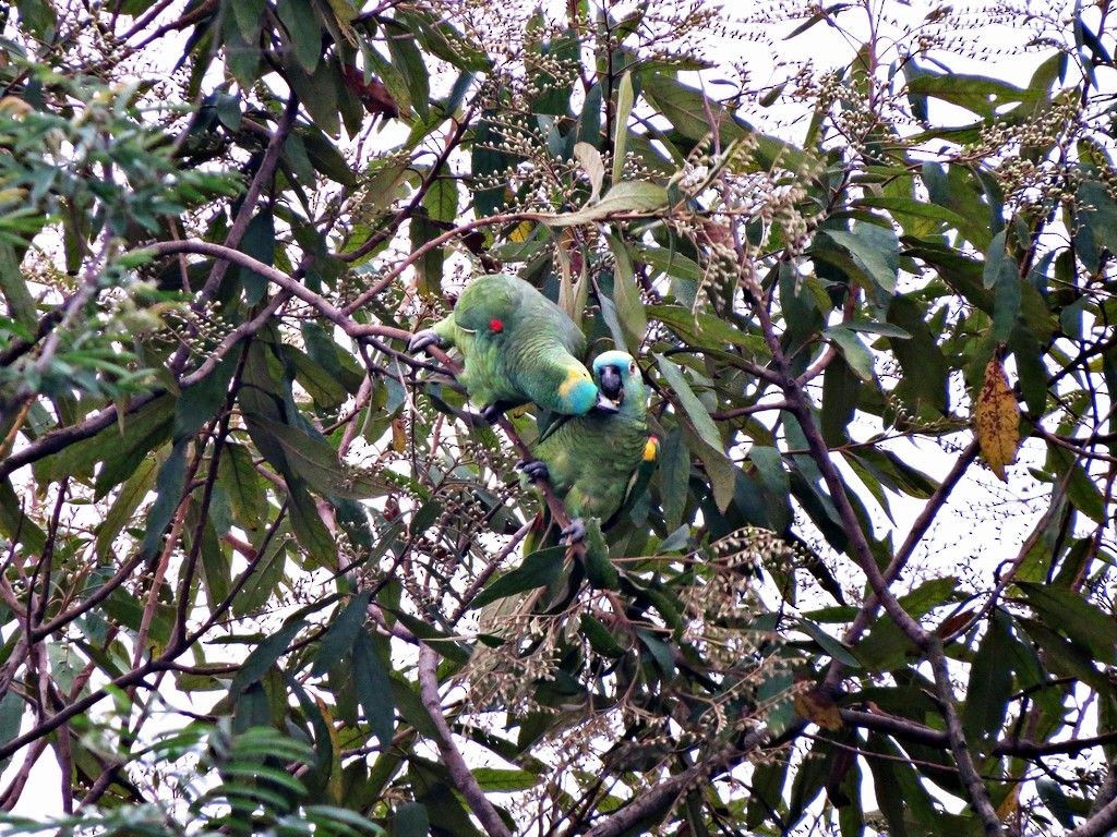 Turquoise-fronted Parrot - ML243031511