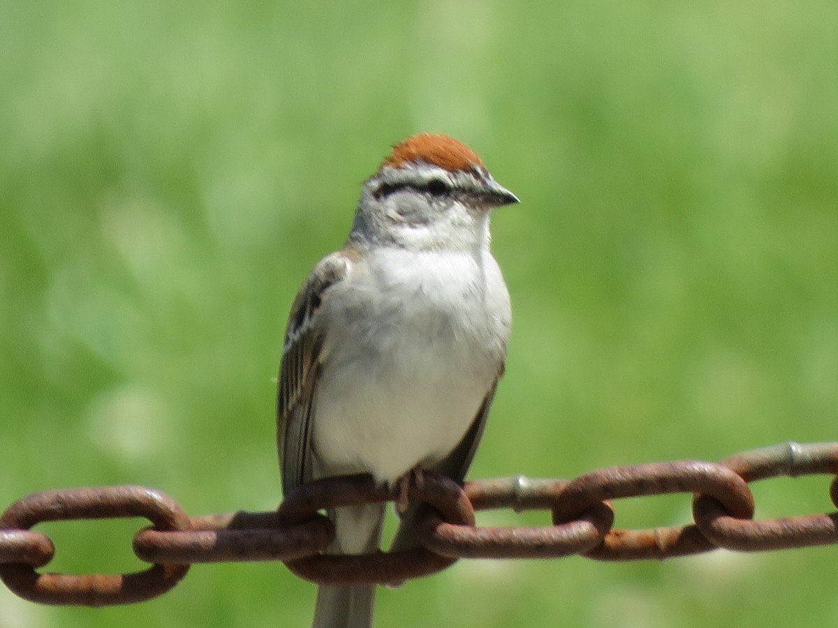 Chipping Sparrow - ML243033611