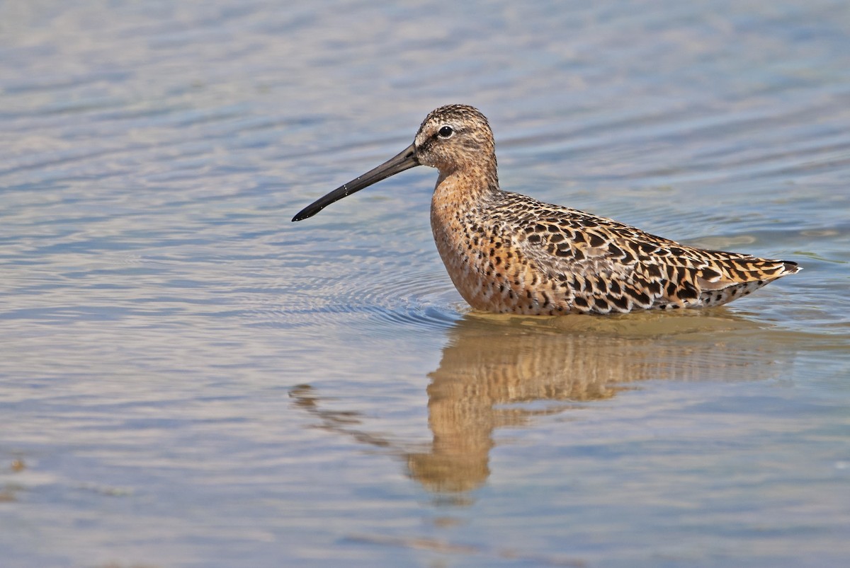 Short-billed Dowitcher - Andrew Simon