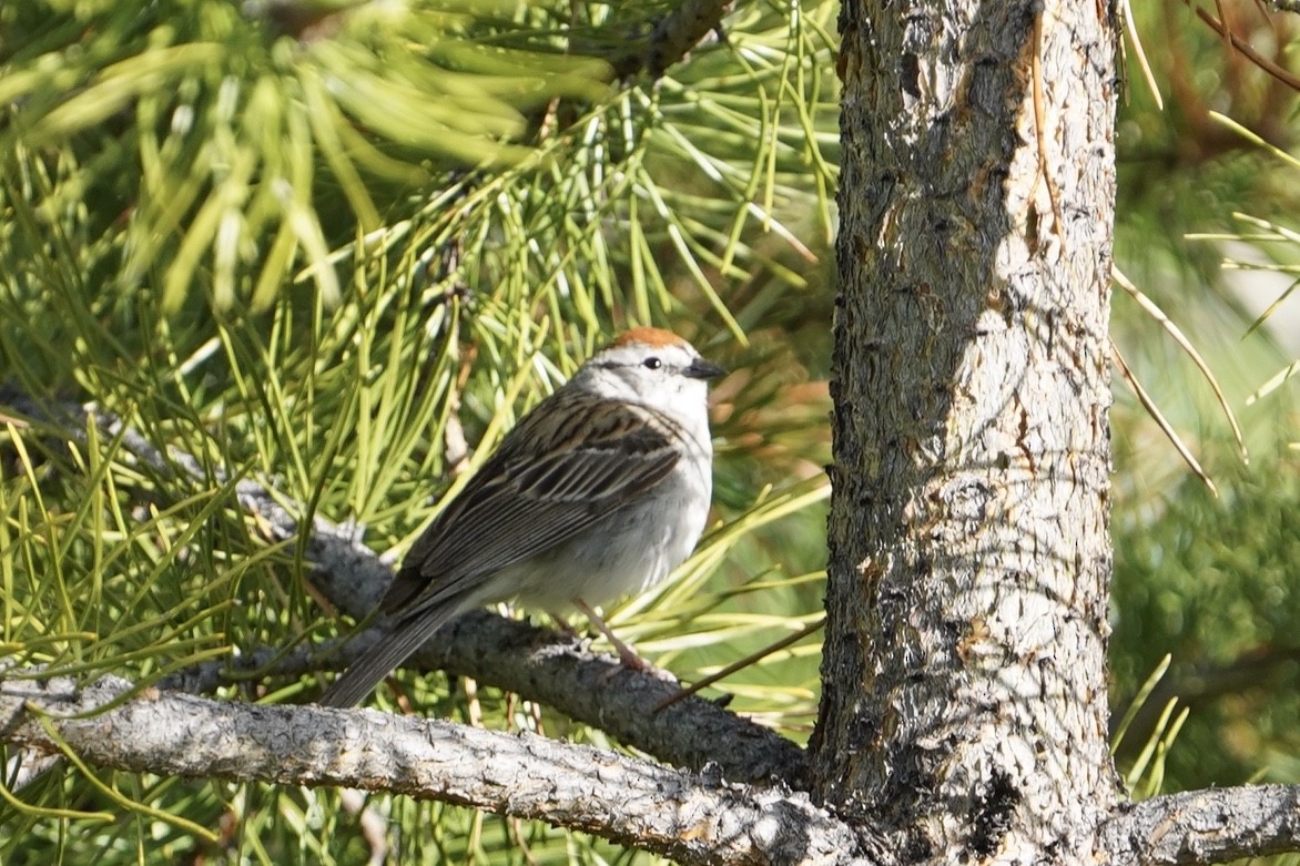 Chipping Sparrow - Ken Wright