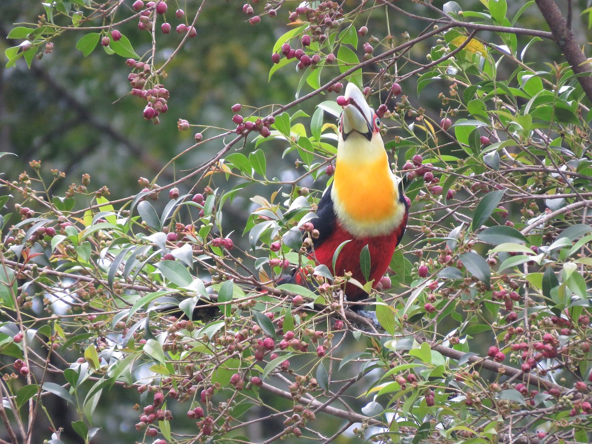 Red-breasted Toucan - ML243040221
