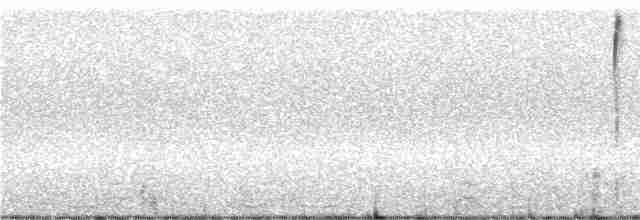 Band-tailed Sierra Finch - ML243042