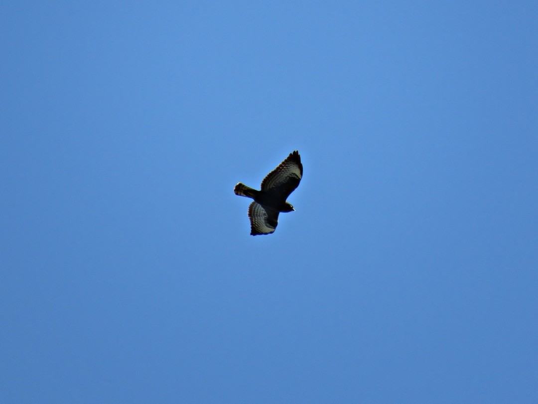 Short-tailed Hawk - ML243045211