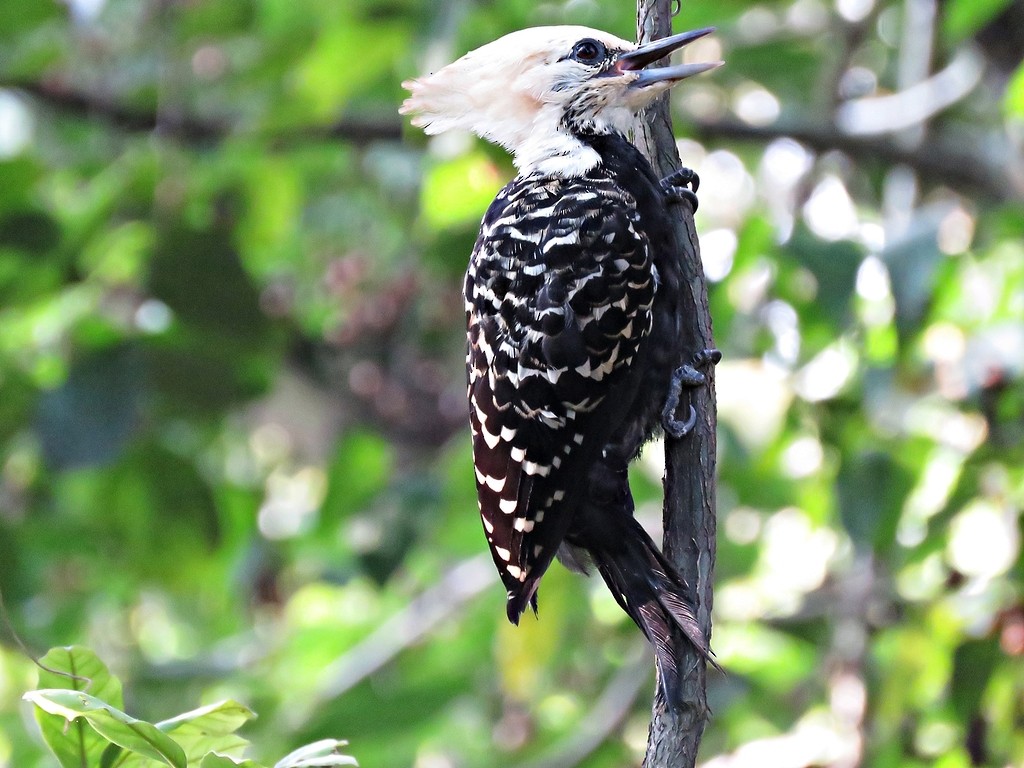 Blond-crested Woodpecker - ML243045511