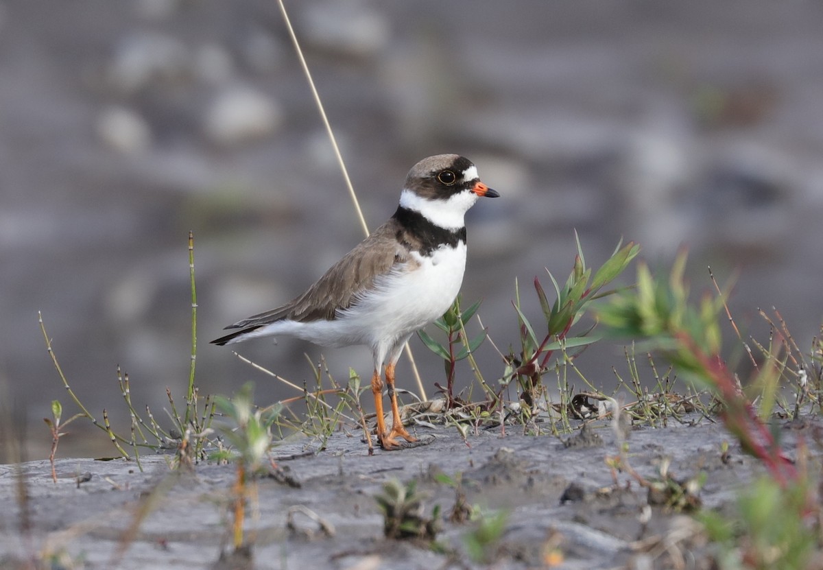 Semipalmated Plover - ML243046721