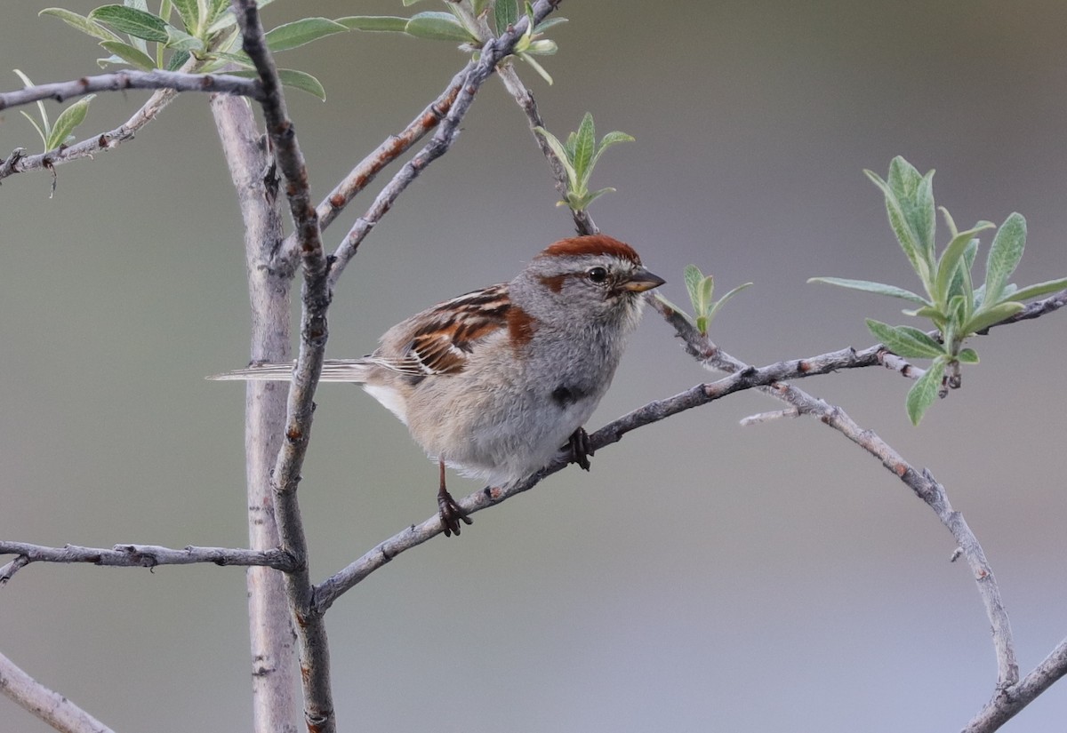 American Tree Sparrow - ML243046761