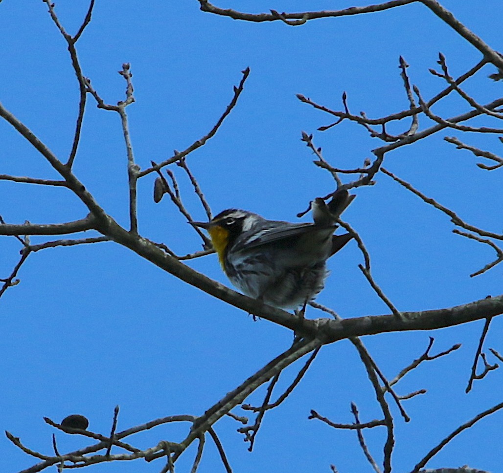 Yellow-throated Warbler - ML243046831