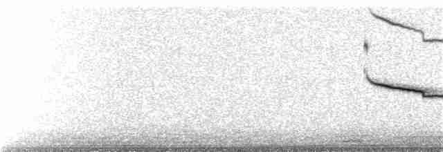 Breitspiegel-Nachtschwalbe (longirostris) - ML243047001