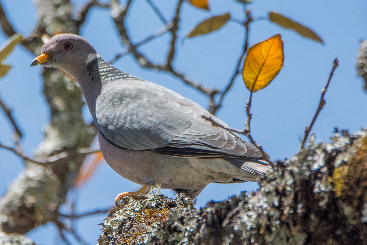 Band-tailed Pigeon - Juan Miguel Artigas Azas