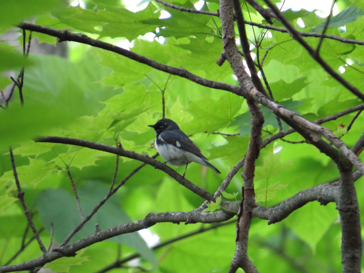 Black-throated Blue Warbler - ML243050431