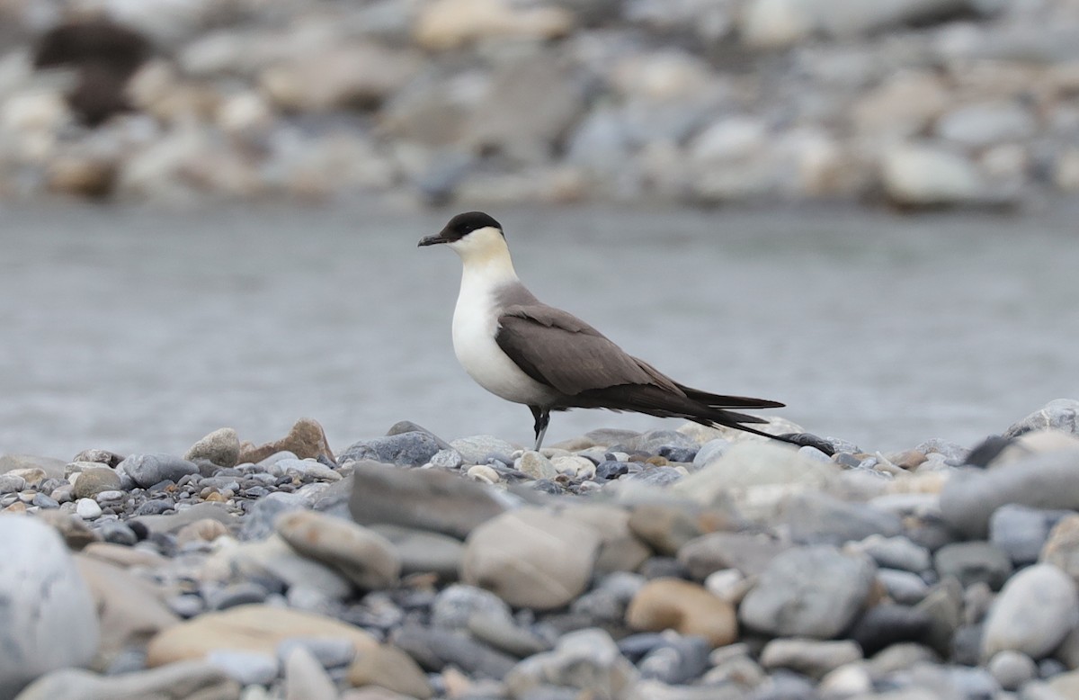 Long-tailed Jaeger - ML243050991