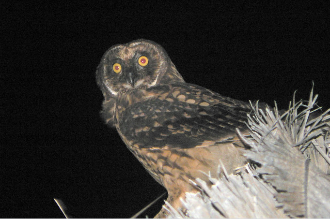 Short-eared Owl - Robert Olshansky
