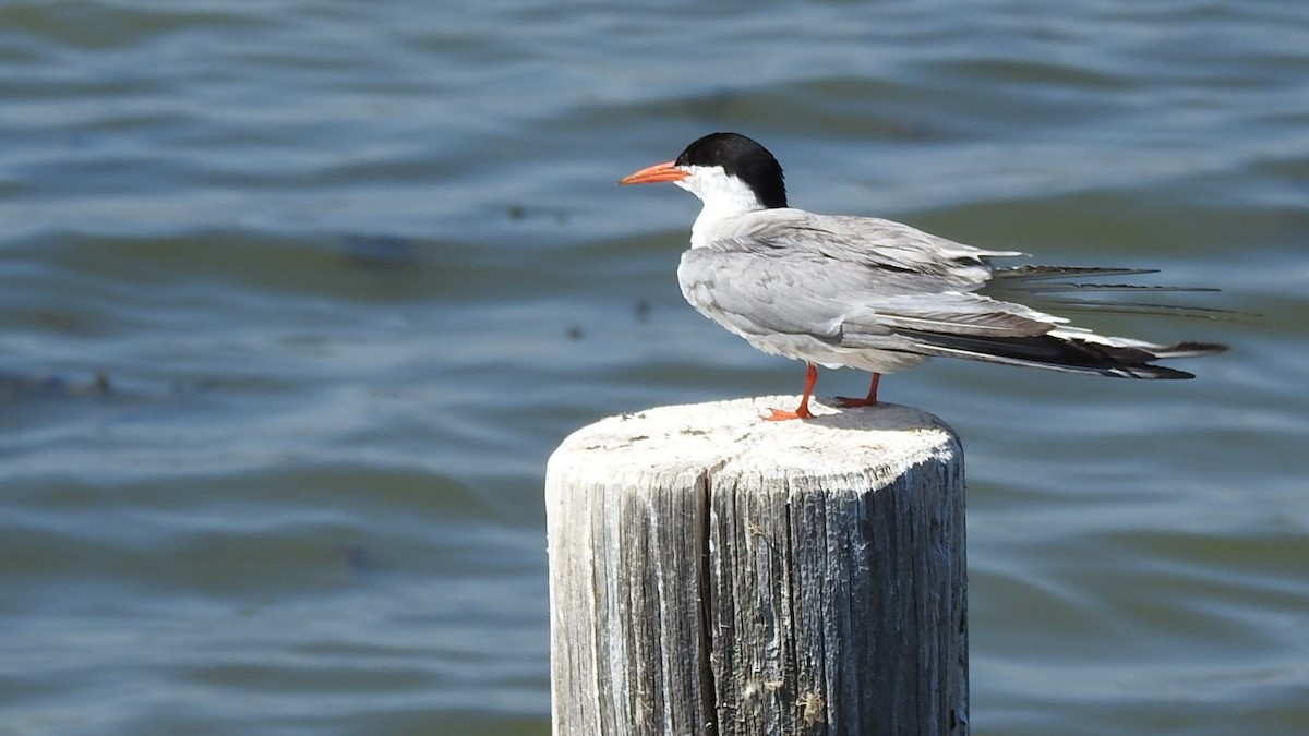 Common Tern - ML243054591