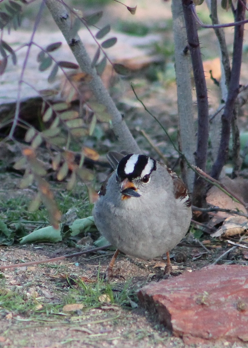 White-crowned Sparrow - ML24305561