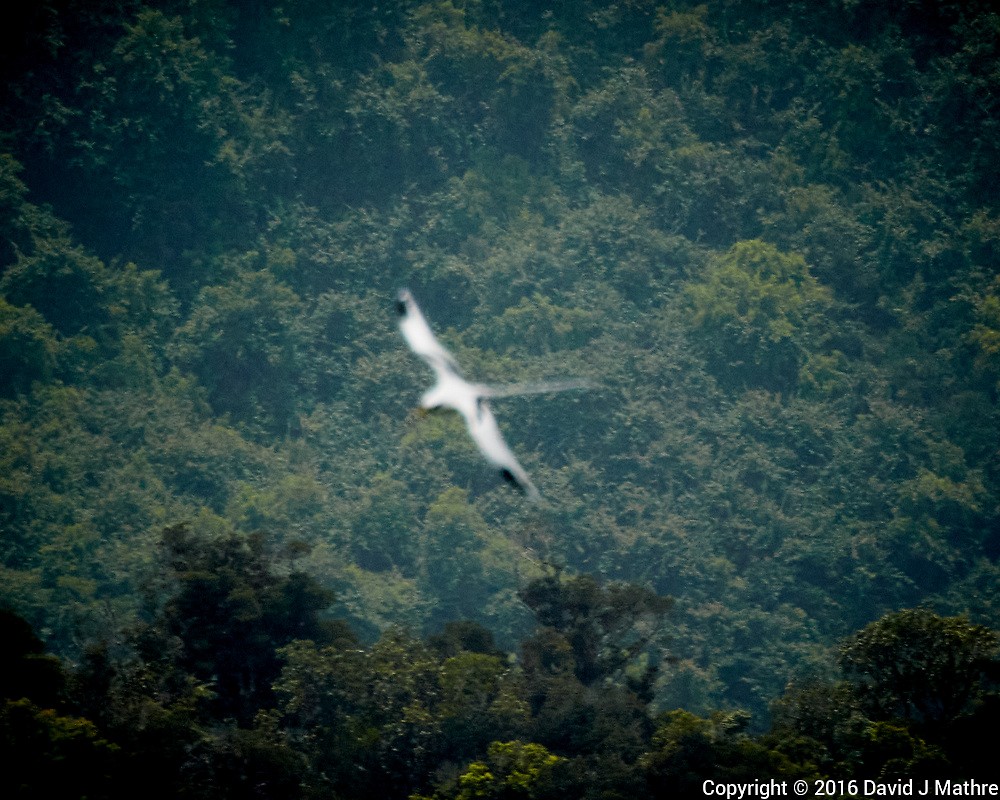 White-tailed Tropicbird - David Mathre