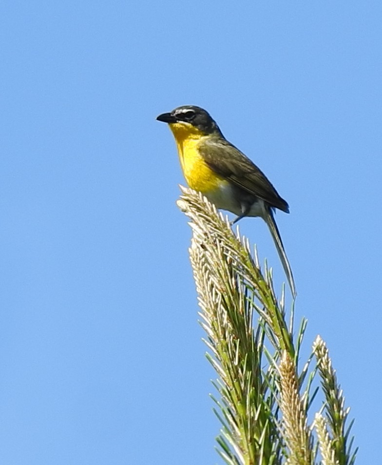 Yellow-breasted Chat - ML243058481