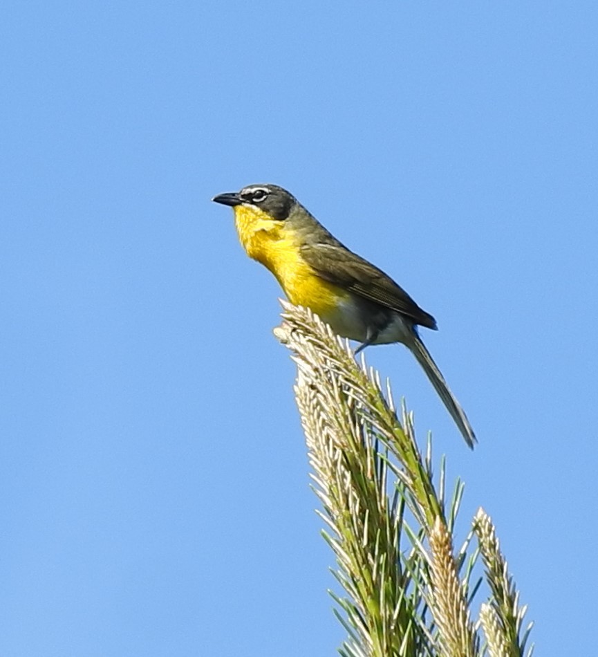 Yellow-breasted Chat - ML243058491