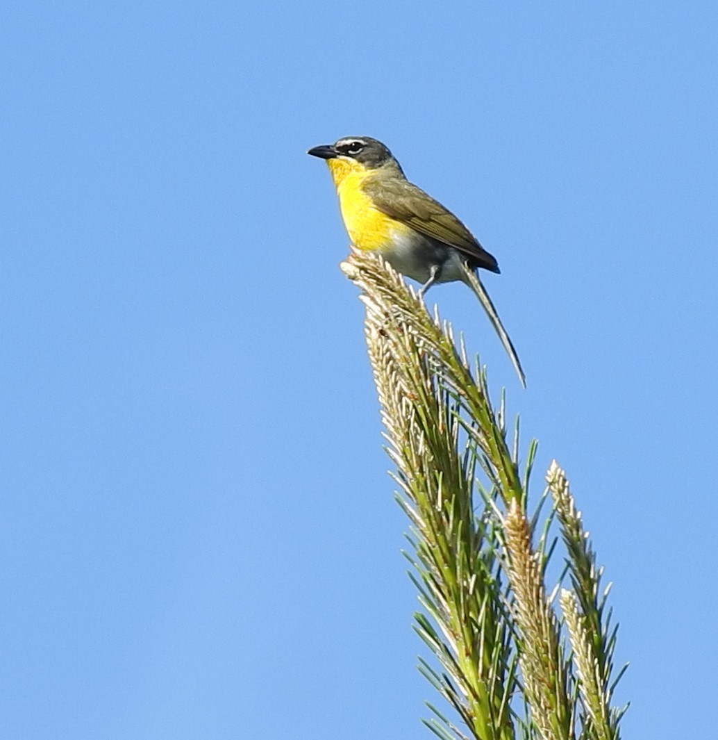 Yellow-breasted Chat - ML243058511