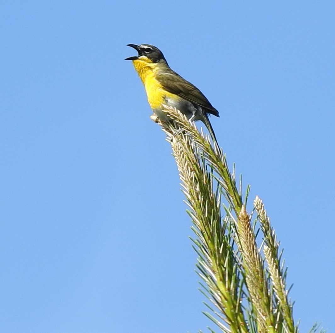 Yellow-breasted Chat - ML243058521
