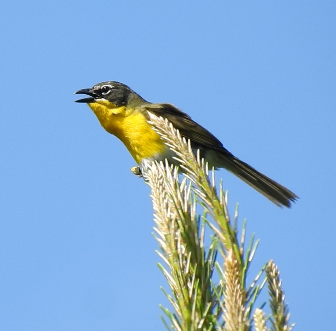 Yellow-breasted Chat - ML243058531