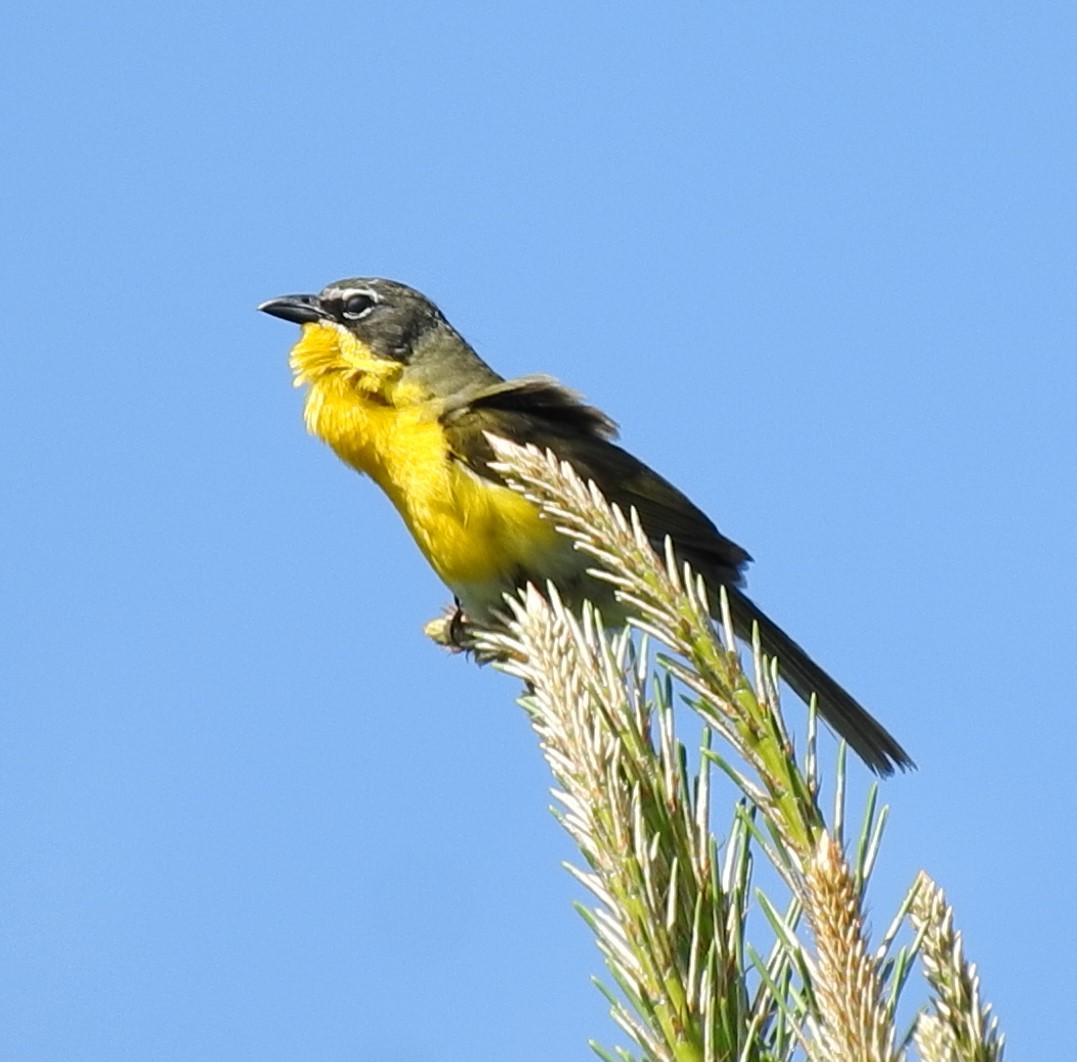 Yellow-breasted Chat - ML243058581
