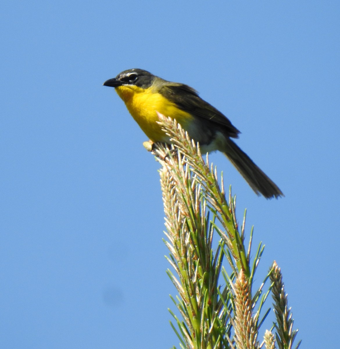 Yellow-breasted Chat - ML243058711