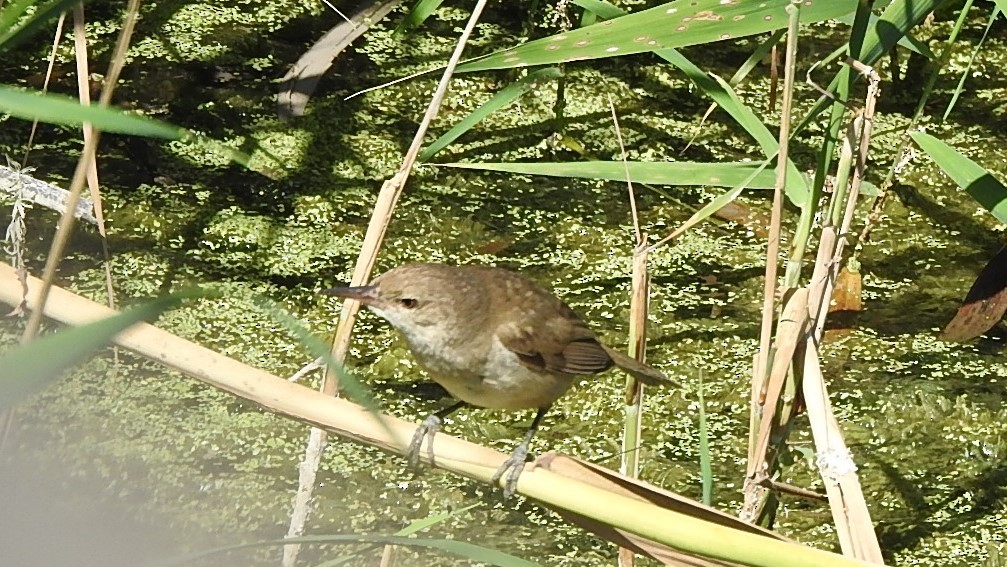 Common Reed Warbler - ML243058971