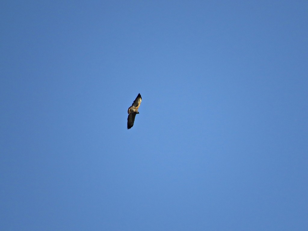 White-tailed Hawk - Fábio Toledo das Dores