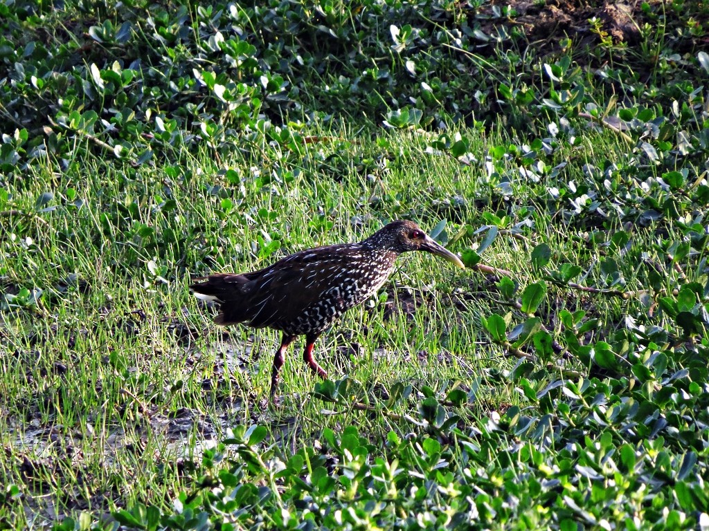 Spotted Rail - ML243061991