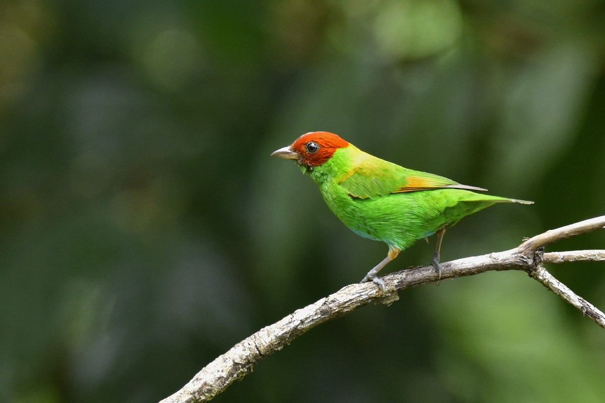 Rufous-winged Tanager - Daniel Irons