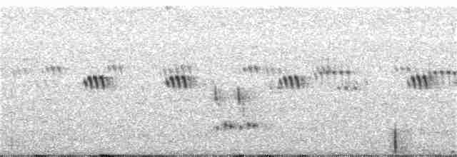 Loggerhead Shrike - ML243064831