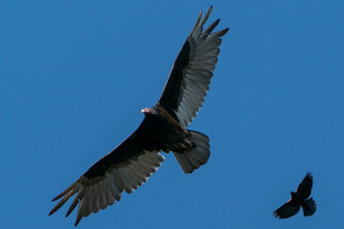 Turkey Vulture - Benjamin Atkins