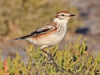 Самка/молодая птица - Phillip Edwards - ML243066501