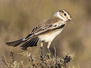 Самка/молодая птица - Evangelina Indelicato - ML243066531