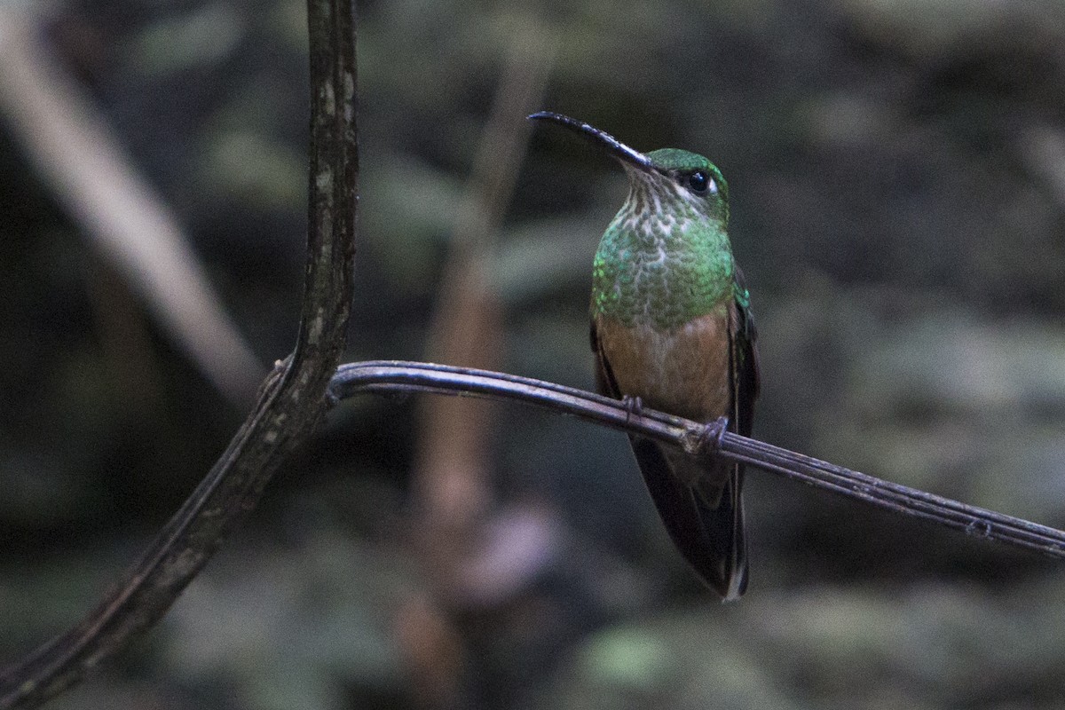 Violet-chested Hummingbird - ML243071101
