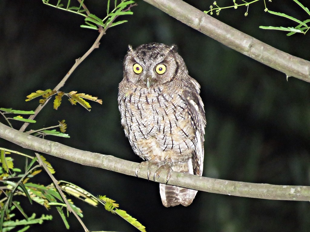 Tropical Screech-Owl - ML243072041