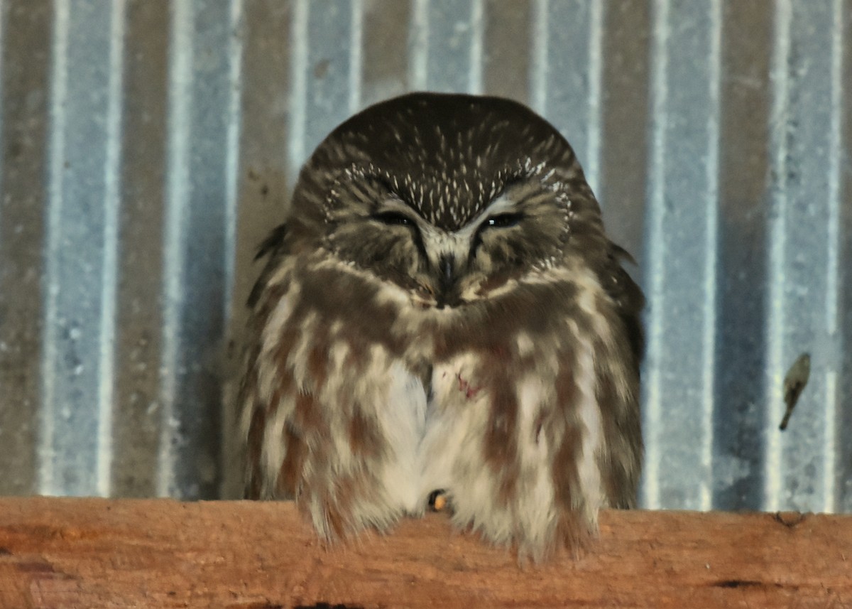 Northern Saw-whet Owl - K. Java
