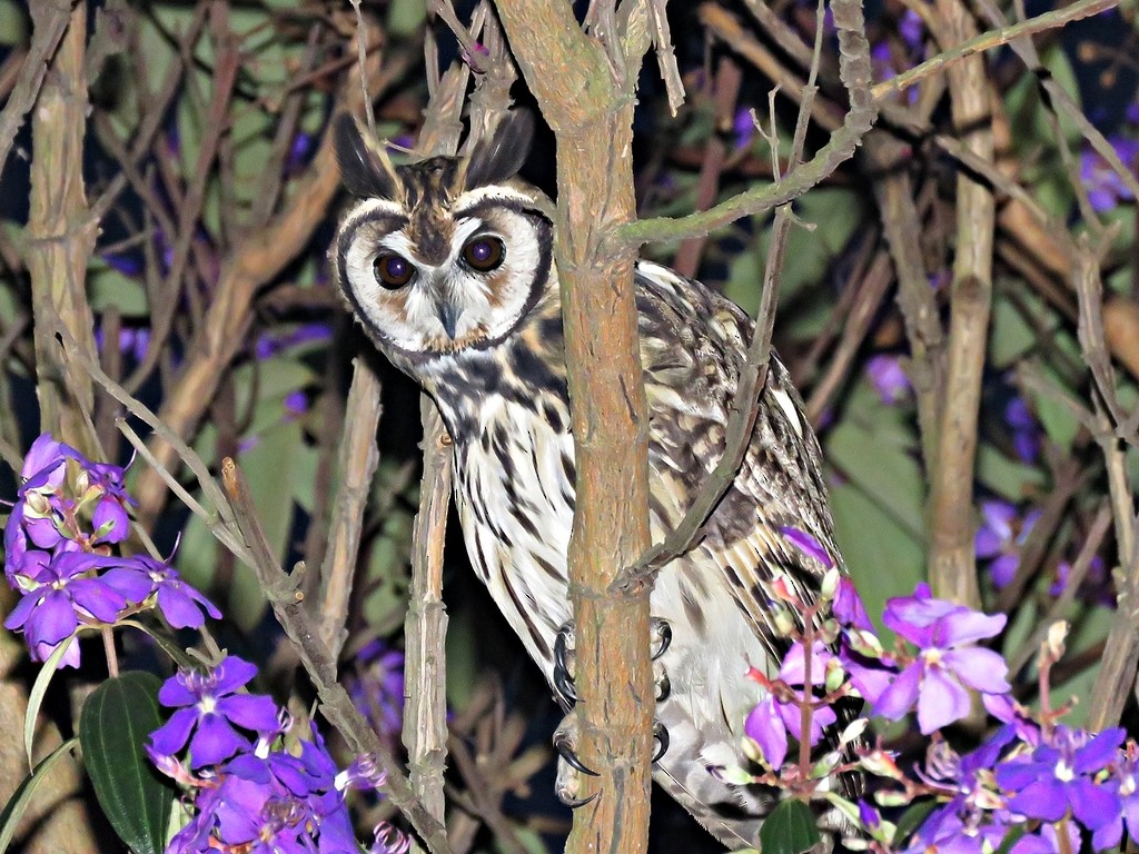 Striped Owl - ML243072941