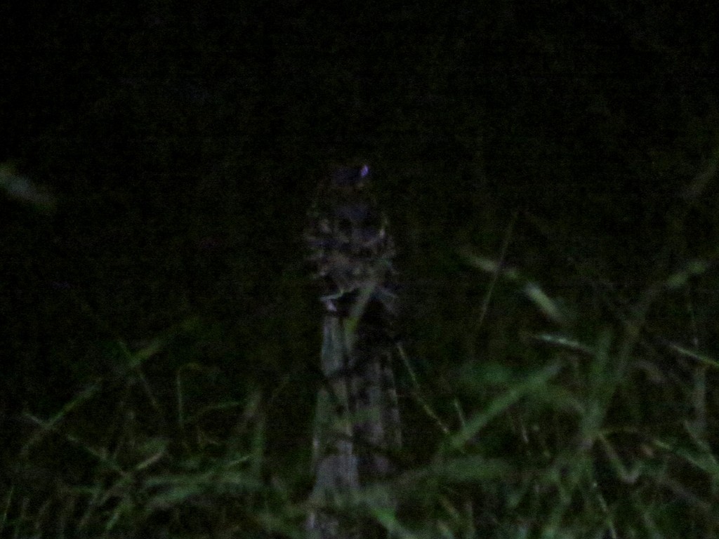 Scissor-tailed Nightjar - ML243074981