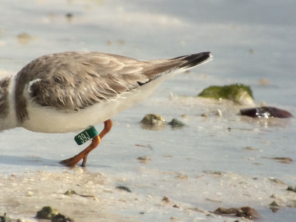 Piping Plover - ML24307691