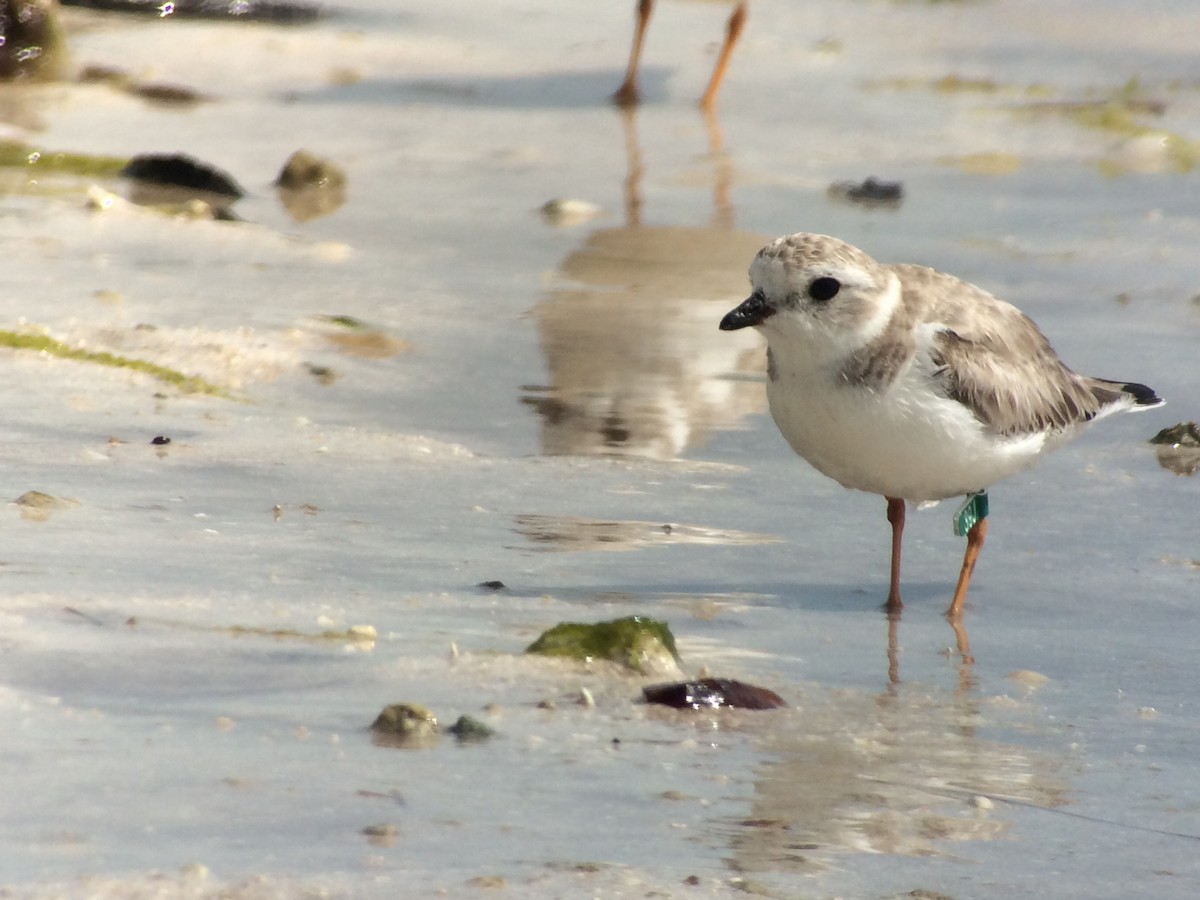 Piping Plover - ML24307701