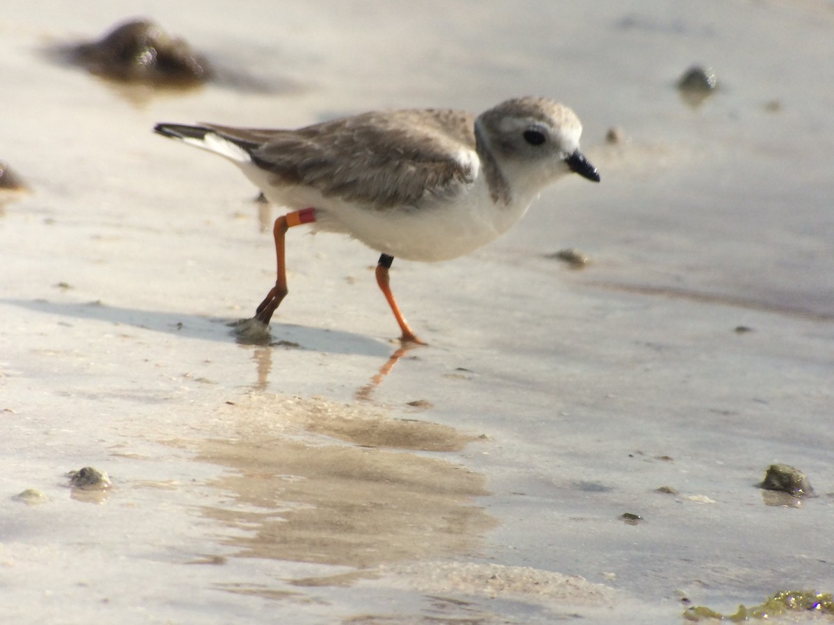 Piping Plover - ML24307711
