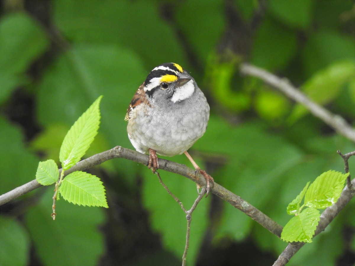 White-throated Sparrow - ML243078531