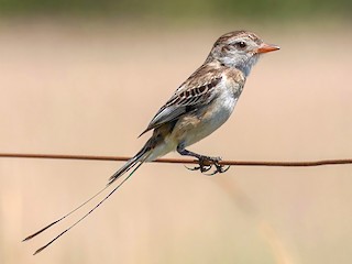 Adult female - Alexandre Gualhanone - ML243081401