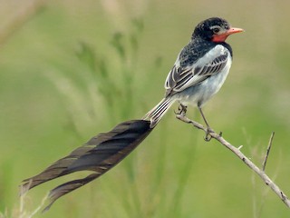 Breeding male - Diego Carús - ML243081471