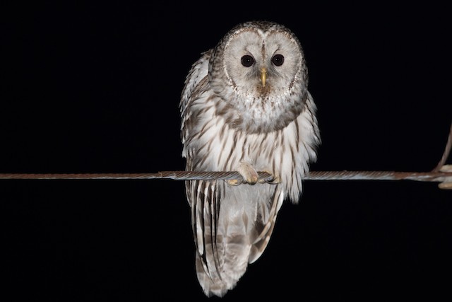 Frontal view (subspecies <em class="SciName notranslate">hondoensis</em>). - Ural Owl - 