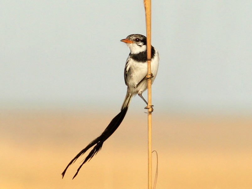 Strange-tailed Tyrant - eBird
