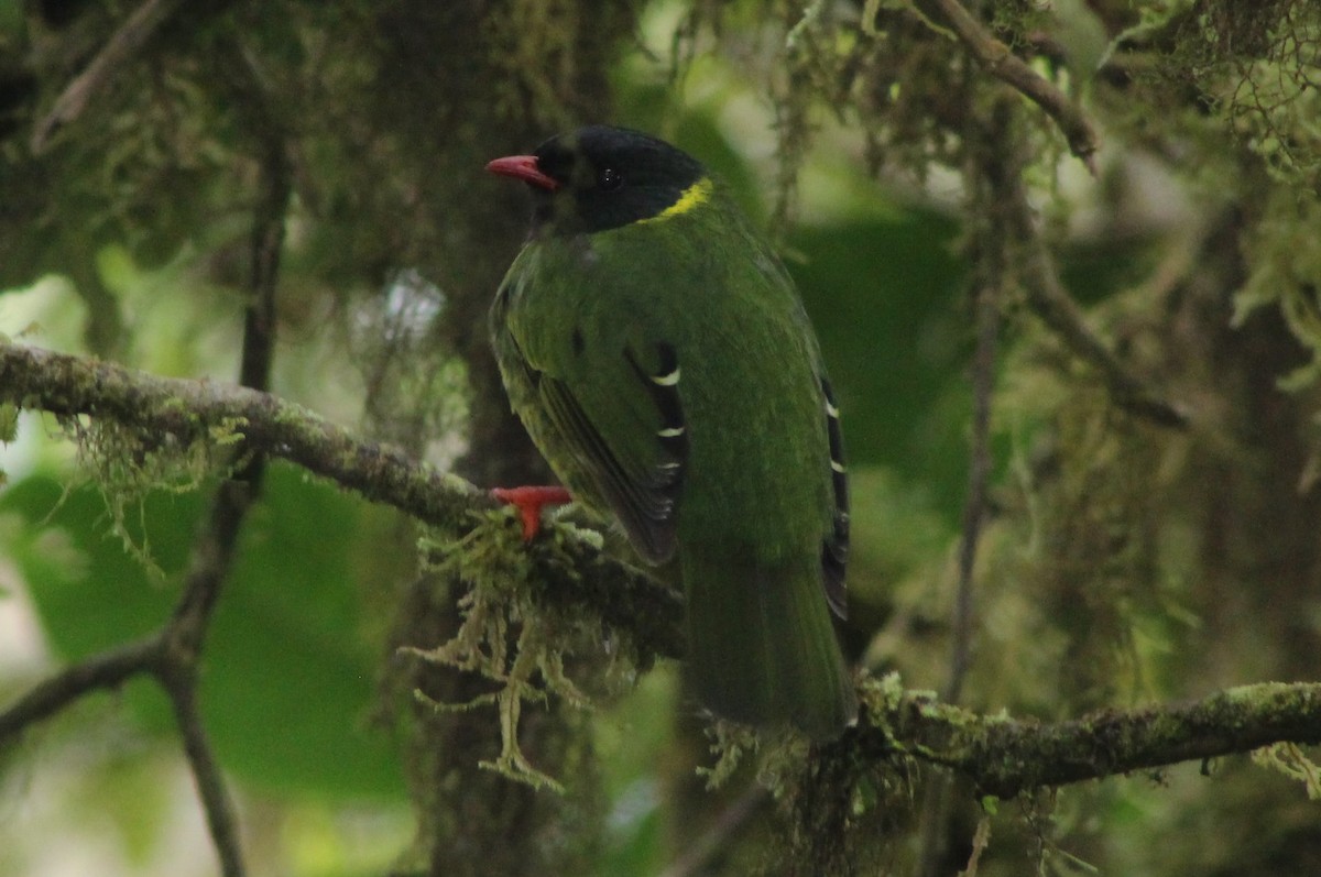 Green-and-black Fruiteater - ML243087581